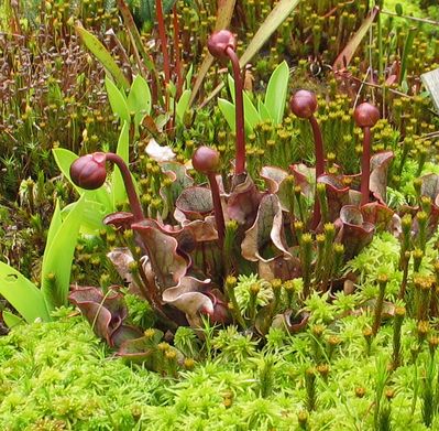 S.purpurea_Zwergform.jpg