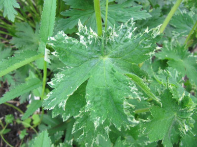 Blatt_Ger_Phaeum_wei.jpg