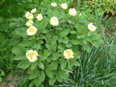 Paeonia_mlokosewitschii_P10606361.jpg