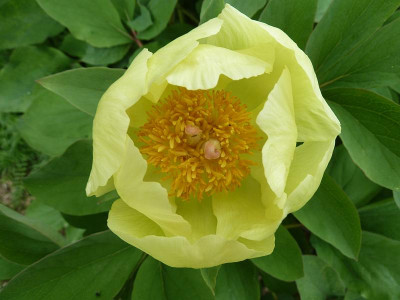 Paeonia_mlokosewitschii_P10606371.jpg