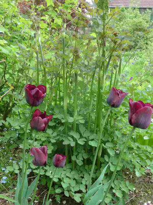 Tulpe_schwazrot_P10606431.jpg