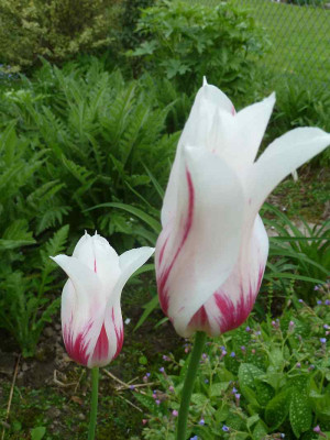 Tulipa_Marilyn_P10606441.jpg