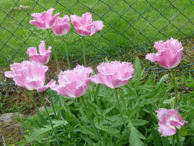 Tulipa_Fancy_Frills_P10606461.jpg