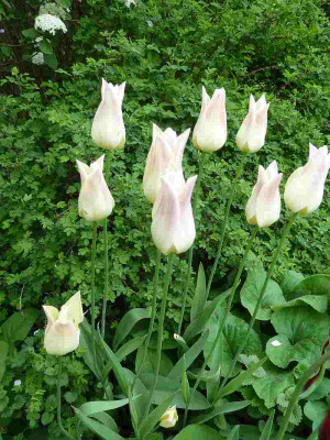 Tulipa_Elegant_Lady__P10606421.jpg