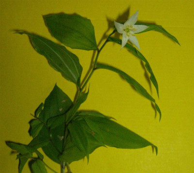 smilacina-unbekannt-160513.jpg