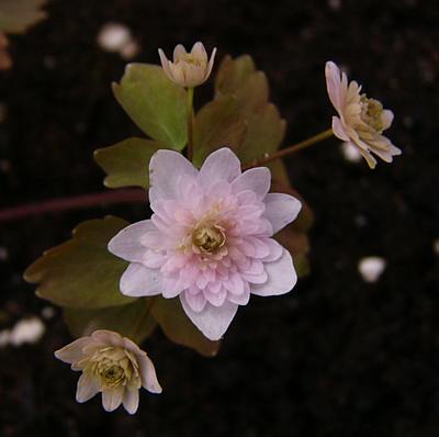 Anemonella_Cameo.jpg