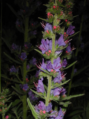Echium_vulgare.JPG