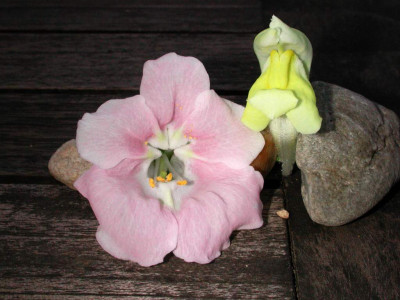 Antirrhinum_majus.JPG