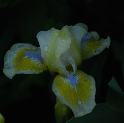 C7083a_Large.jpg