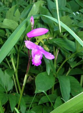 Bletilla.jpg