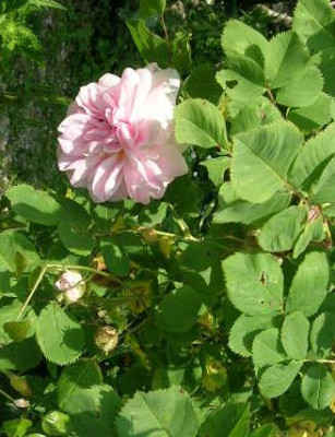 Rose_Minette___1.jpg