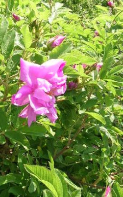 Rose_Kaiserin_d.Nordens_2.jpg