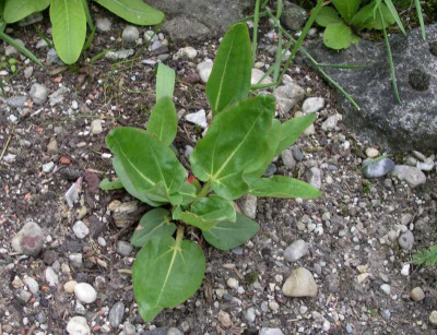 comp_Rheum_alexandrae_17.05.13.jpg