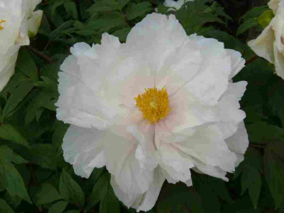 paeonia-wei-2012-4a.jpg