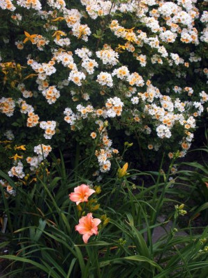 Rose_Goldfinch__Duftwolke002.jpg