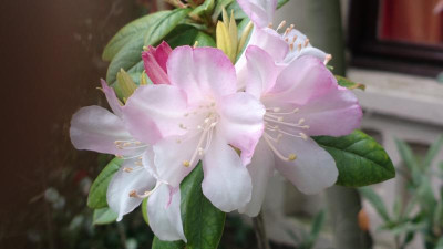2013-05-17-1440R._carneum.jpg
