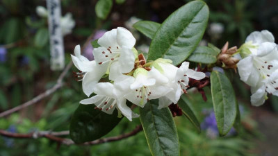 2013-05-17-1443_R.glaucophyllum__var._album_Bu_176_Salpa_La_Nepal_3400m.jpg