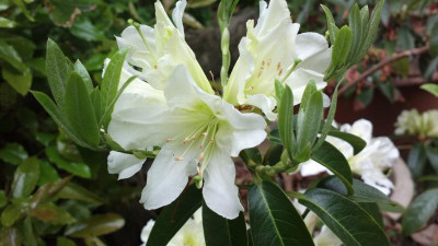 2013-05-17-1448_R.formosum_var._inaequale_CH301.jpg