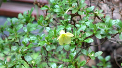 2013-05-17-1446R.lepidotum__lemon_yellow.jpg