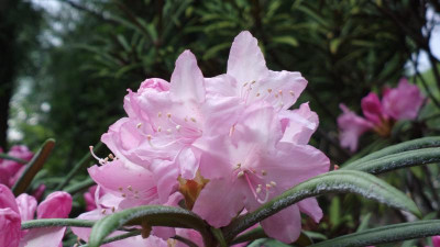 2013-05-17-1450_R.makinoi.jpg