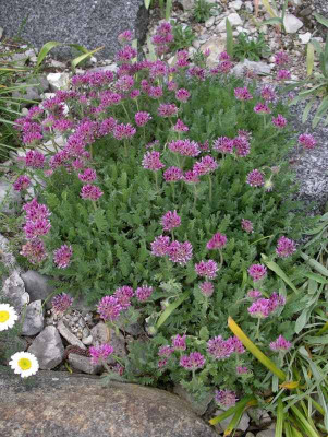 comp_Anthyllis_montana_rubra_17.05.13.jpg