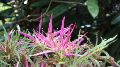 2013-05-17-1453R._macrosepalum_Linearifolium.jpg