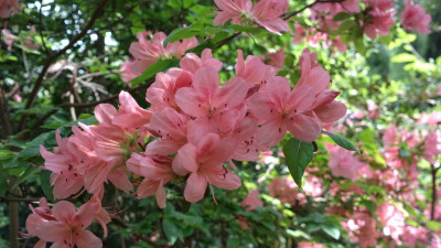 2013-05-17-1455R._kaempferi_orange.jpg