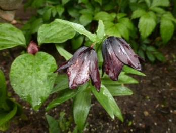 P1000144.JPG