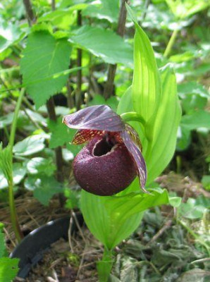 C.tibeticum-dunkel.jpg