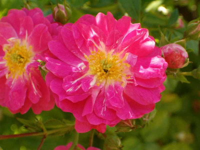kletterrose_bluete1.jpg