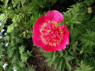 officinalis-anemoneflora1.jpg