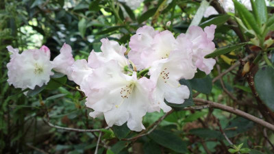2013-05-17-1466R.wardii_var._puralbum.jpg