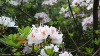 2013-05-17-1467R.yunnanense_SBEC_A.jpg