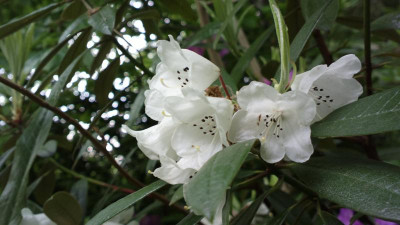 2013-05-17-1480R._coryanum_KW_6311_Bordehill.jpg
