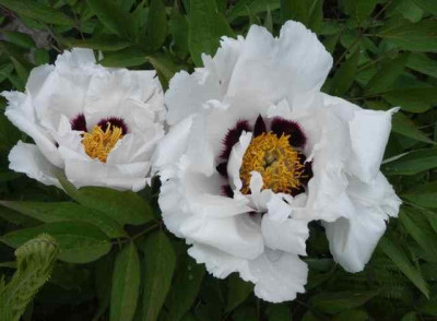 Paeonia_rockii_v._Linyanshanii.jpg