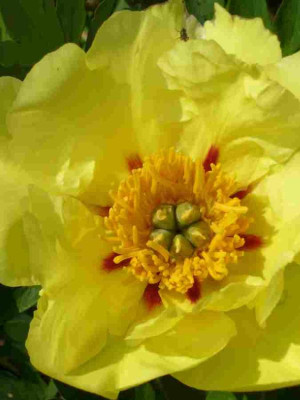 Paeonia-Souvenir_de_Lothar_Parlasca.2013-1a.jpg