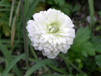 comp_Anemone_sylvestris_Elise_Fellmann.jpg