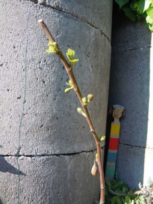 18.05.13_011.JPG