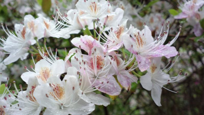 2013-05-18-1494R.yunnanense_SBEC_G.jpg