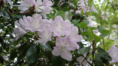 2013-05-18-1496_R.oreotrephes_exquisetum.jpg