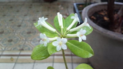 2013-05-18-1505R._loranthiflorum.jpg