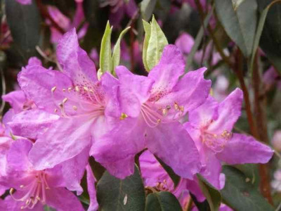 Rhodo._pseudoyanthinum2.jpg