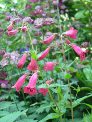 Penstemon_unbekannt_240605.jpg