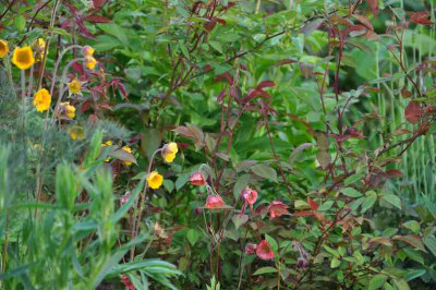 Geum_Samlinge.jpg