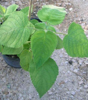 Salvia_dorisiana_-_Honigmelonensalbei.jpg