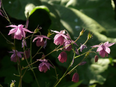 semiaquilegia_ecalcarata_2013-05-17_249.jpg