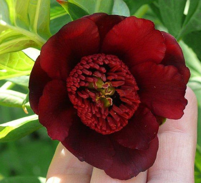 paeonia_delavayi_2013-05-17_229.jpg