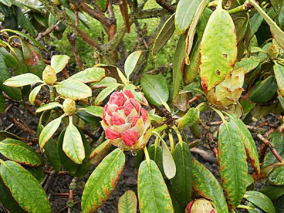 comp_P5180004_Rhodo_1.jpg