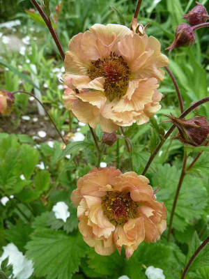 Geum_welches_P10606511.jpg