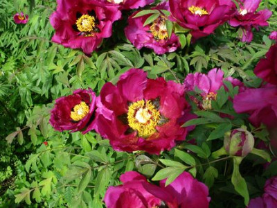 P.suffruticosa-2013.jpg